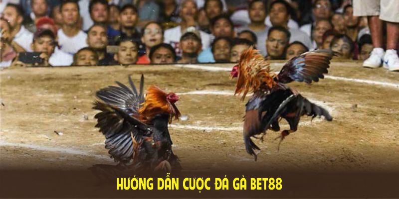 Hướng dẫn cược đá gà BET88 với thao tác cơ bản và nhanh chóng