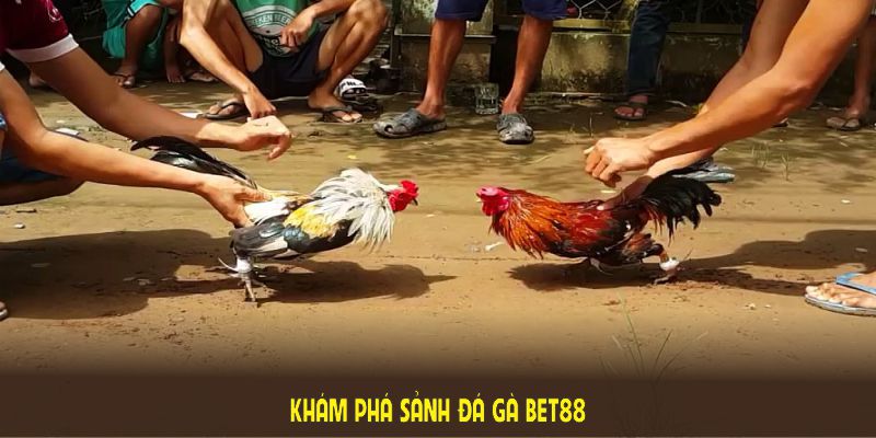 Khám phá sảnh đá gà BET88 với cam kết minh bạch và bảo mật